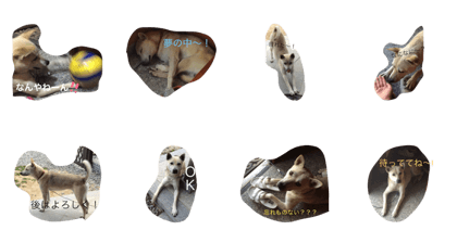 dog999