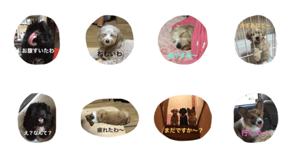 m,s dog stamp