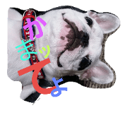 Frenchbulldog_dairy life