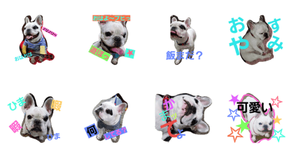 Frenchbulldog_dairy life