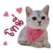 Toni The Cat