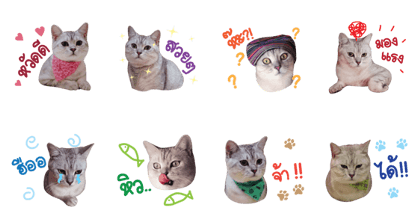 Toni The Cat