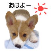 Corgi Mametaro