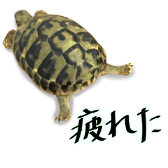 Cute tortoise sticker