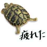 Cute tortoise sticker