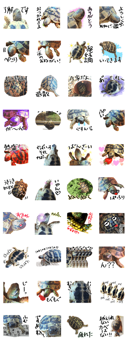 Cute tortoise sticker