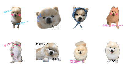 Pomeranianyu