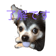 love dog &bird