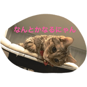 NYA-NYA chan MUNCHKIN