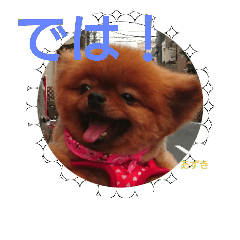 pomeranian azukichan 4