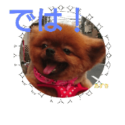 pomeranian azukichan 4