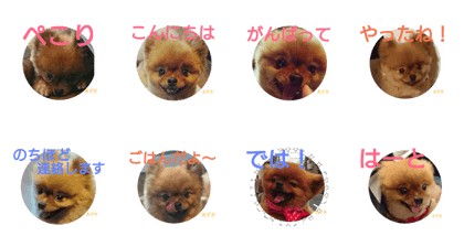 pomeranian azukichan 4