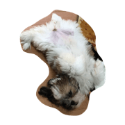 dog1228