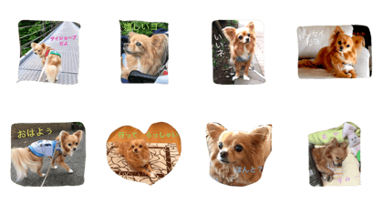 purine, 16 years old