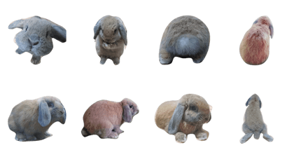 JIYON rabbit