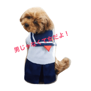 Hime of the toy poodle