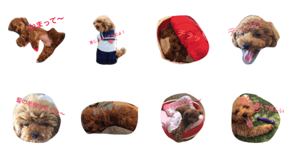 Hime of the toy poodle
