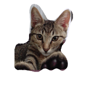 eggegg cat daily