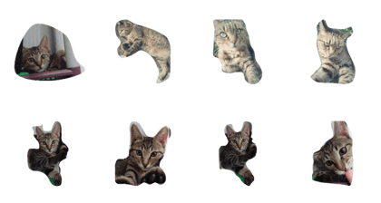 eggegg cat daily