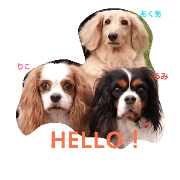 Dachshund&Cavalier