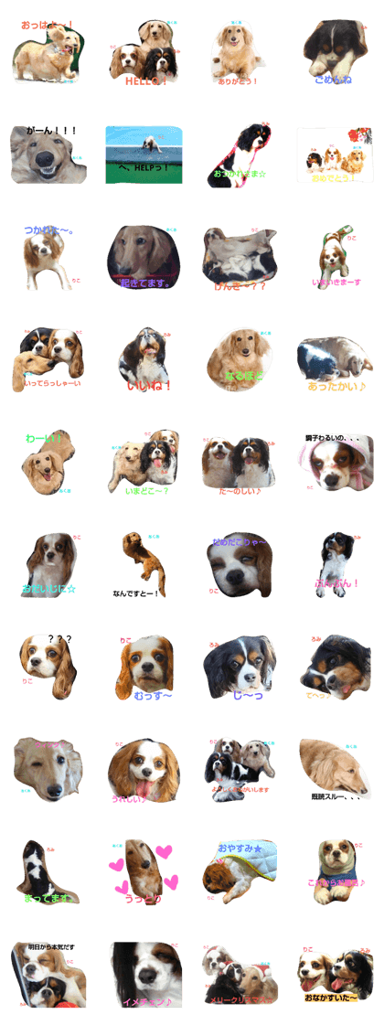 Dachshund&Cavalier