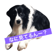 border collie  <Sora>
