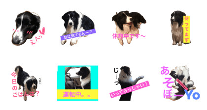 border collie  <Sora>