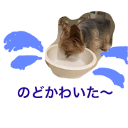 prttey dog
