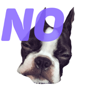 BostonTerrier MoMo2