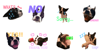 BostonTerrier MoMo2