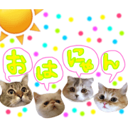 matsuno family dog&cat   so cute