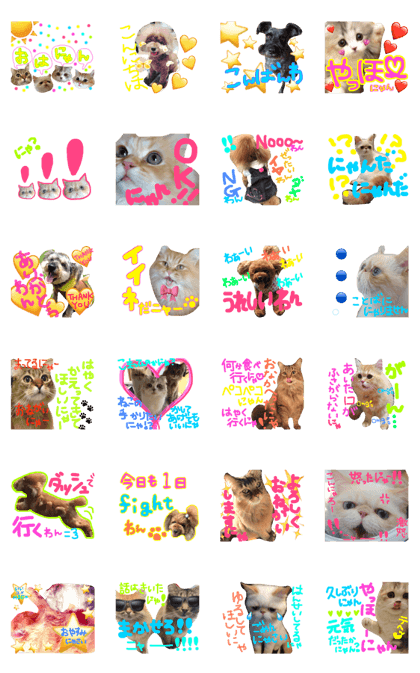 matsuno family dog&cat   so cute