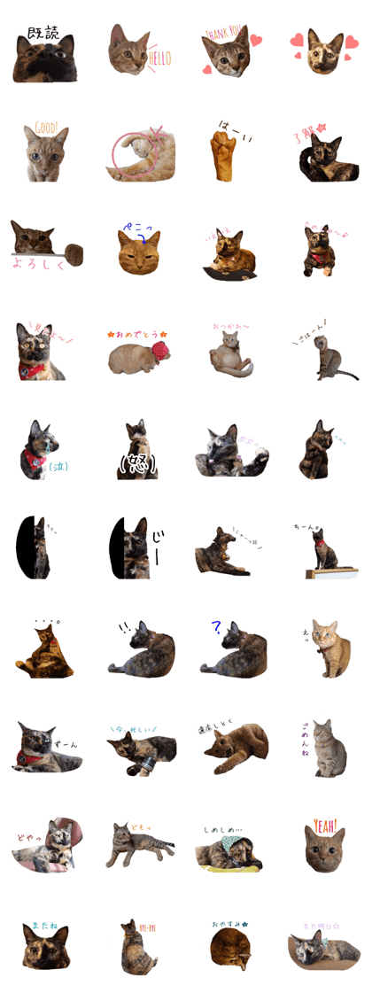 Nekomura house cats