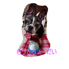 Hana犬わんぱく盛り