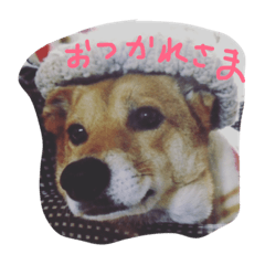 おじいちゃん犬のコテツ君