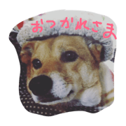 Therapy dog Kotetsu!
