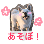 akitainugin part2