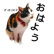 my lovely tomboy!!the calico cat Cammie