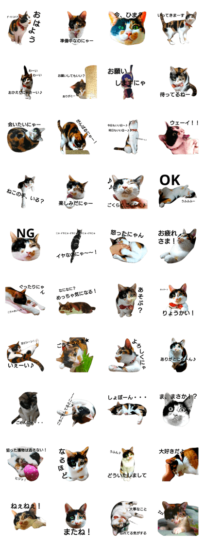 my lovely tomboy!!the calico cat Cammie