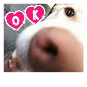dogwan-4