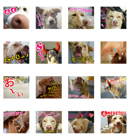 dogwan-4