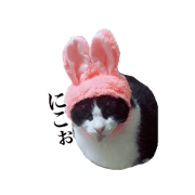 It should also borrowed cat of hand