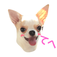 Chihuahua Kotetsu2