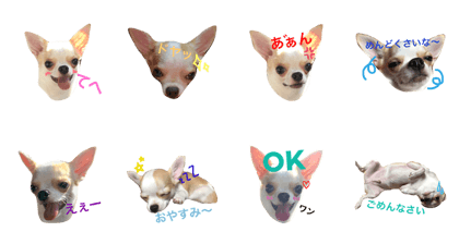 Chihuahua Kotetsu2