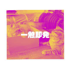 hikari_20210806183548