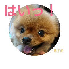 pomeranian azukichan 3
