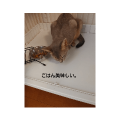 koko_20210804084150