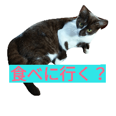 a cat cat