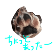 dog shion