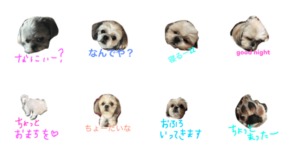 dog shion